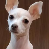 Richland Animal Hospital ico