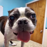 Family Pet Clinic of Richland Hills ico