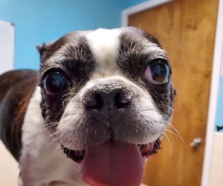 Family Pet Clinic of Richland Hills