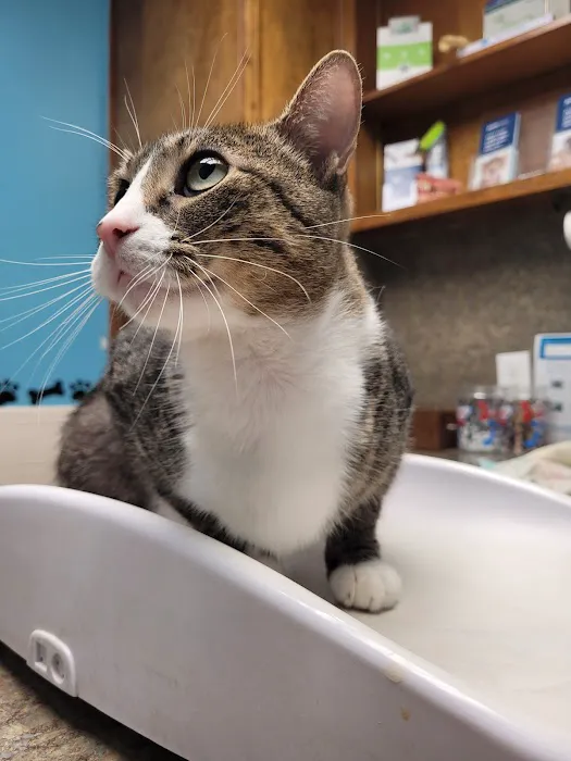 Family Pet Clinic of Richland Hills Picture 2
