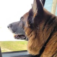Haltom City Animal Hospital ico