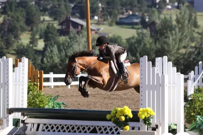 Diamond W Equine Picture 3