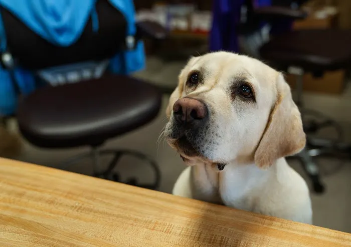 Keller Animal Clinic Picture 6