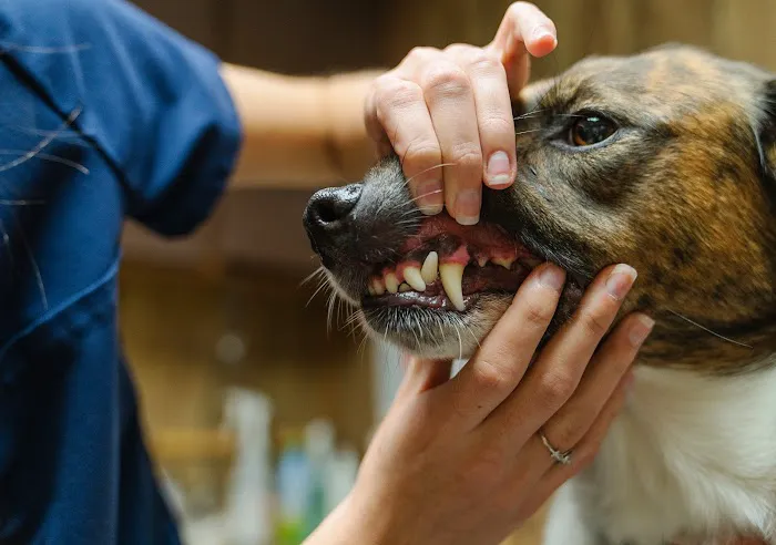 Keller Animal Clinic Picture 8