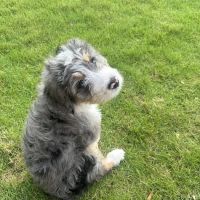 VO Vets ico