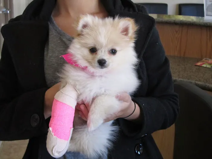 North Texas Veterinary Clinic Picture 5