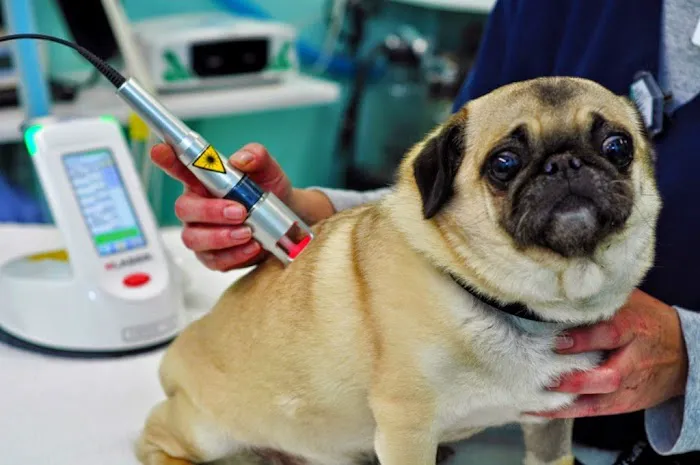 North Texas Veterinary Clinic Picture 3