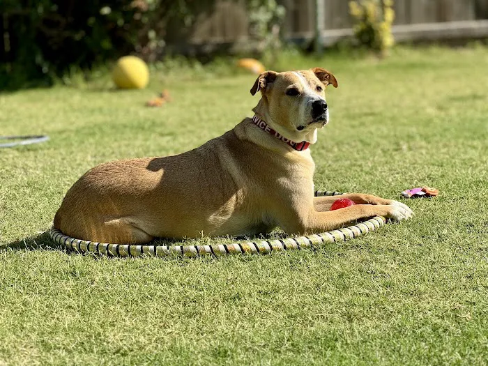 North Texas Veterinary Clinic Picture 8
