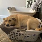 North Texas Veterinary Clinic