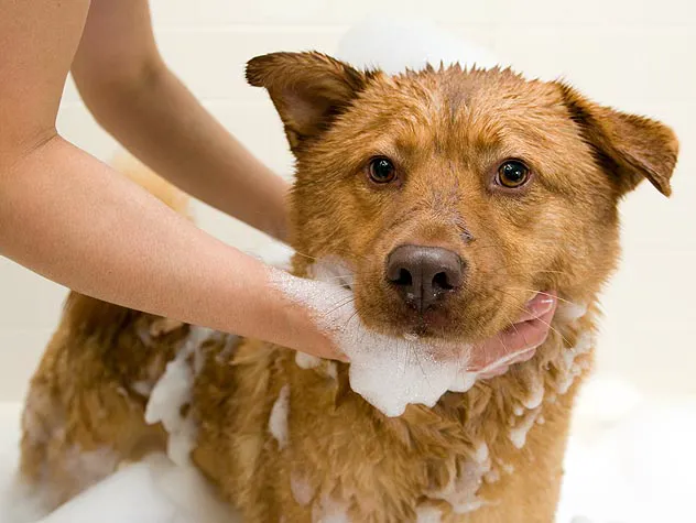 Watauga Animal Hospital Picture 6