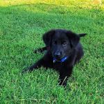 Watauga Animal Hospital