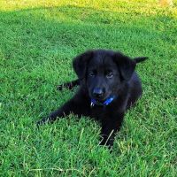 Watauga Animal Hospital ico