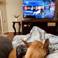 Banfield Pet Hospital ico
