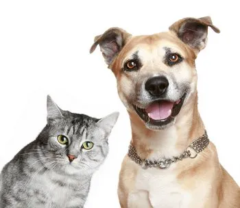 Texas Paw Care - Low Cost Pet Vaccinations Picture 10