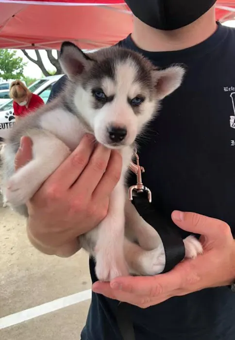 Texas Paw Care - Low Cost Pet Vaccinations Picture 4