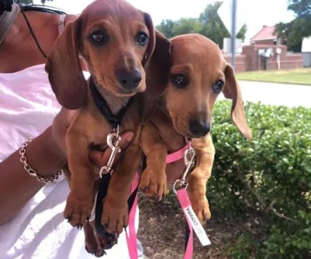 Texas Paw Care - Low Cost Pet Vaccinations