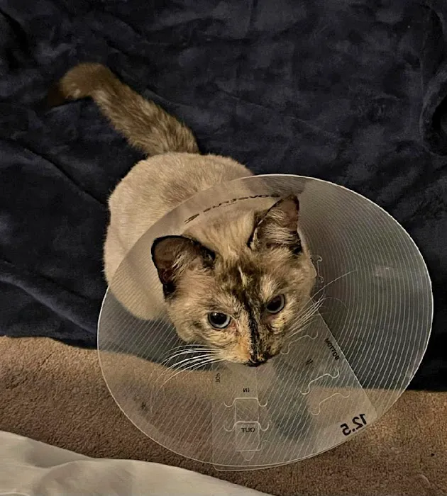 Texas Paw Care - Low Cost Pet Vaccinations Picture 5
