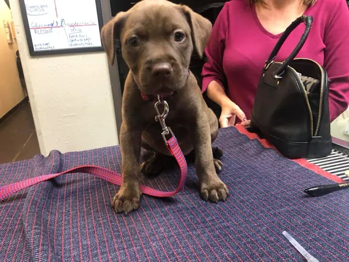 Texas Paw Care - Low Cost Pet Vaccinations Picture 3