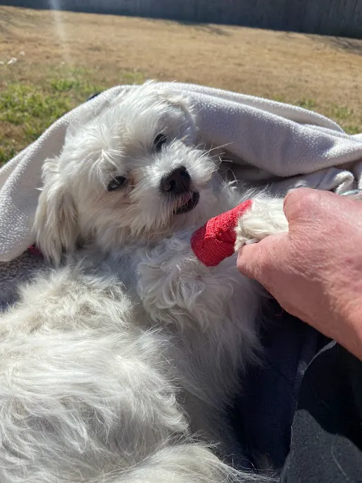 Animal Hospital of Park Glen Picture 8