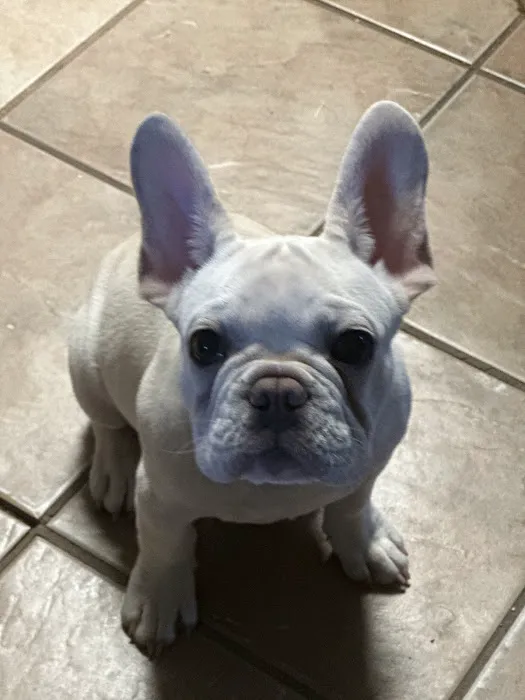 CityVet | Keller Picture 10
