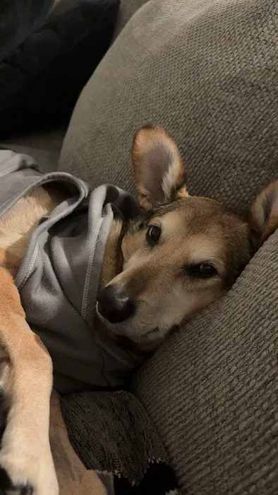 CityVet | Keller Picture 4