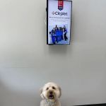 CityVet | Keller