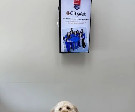 CityVet | Keller