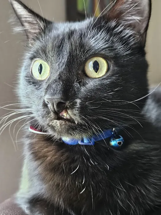 CityVet | Keller Picture 7