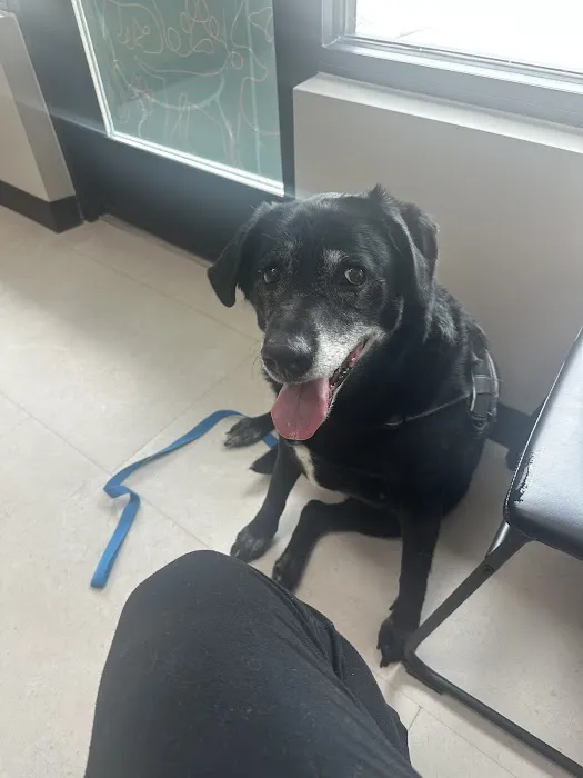 CityVet | Keller Picture 3