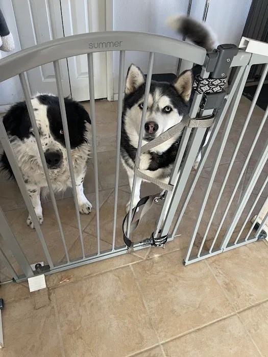 Bernalillo Pet Care Center Picture 3