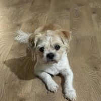 Bernalillo Pet Care Center ico