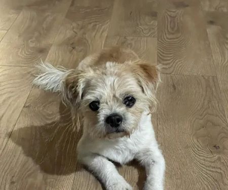 Bernalillo Pet Care Center