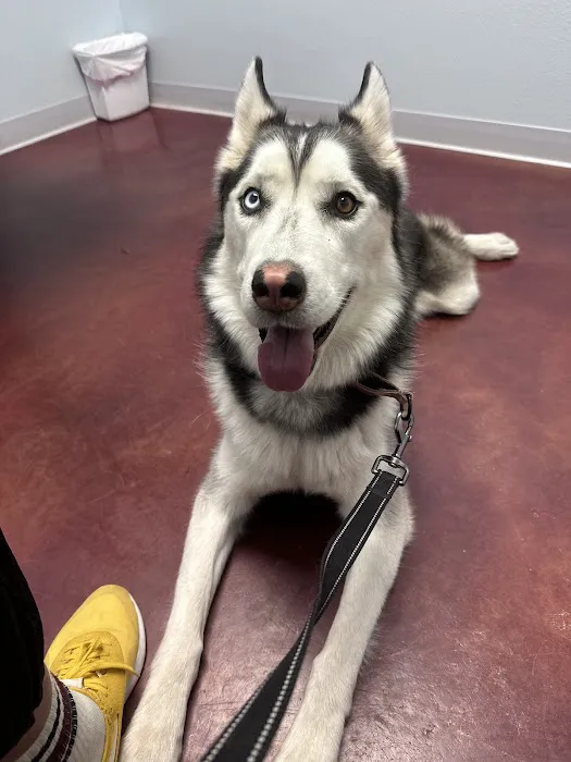 Bernalillo Pet Care Center Picture 7