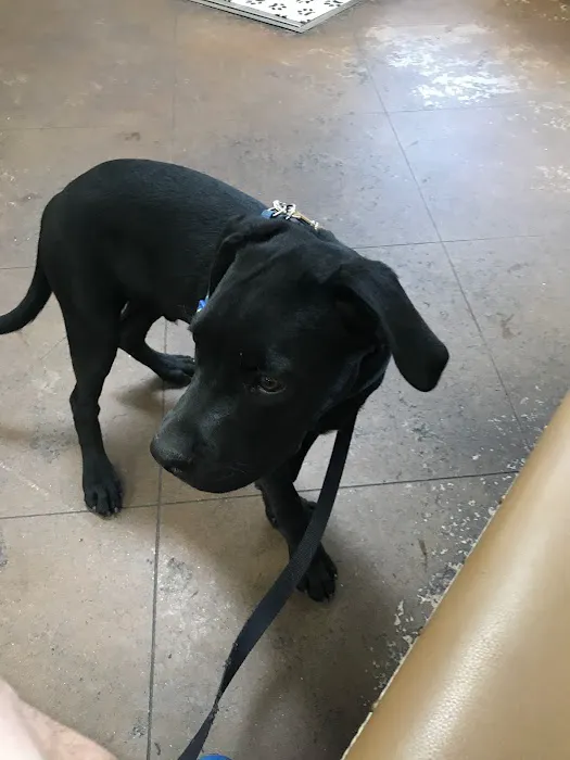 Coronado Pet Hospital: Smith Jennifer DVM Picture 3