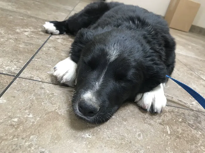 Coronado Pet Hospital Picture 1