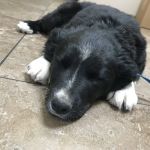 Coronado Pet Hospital