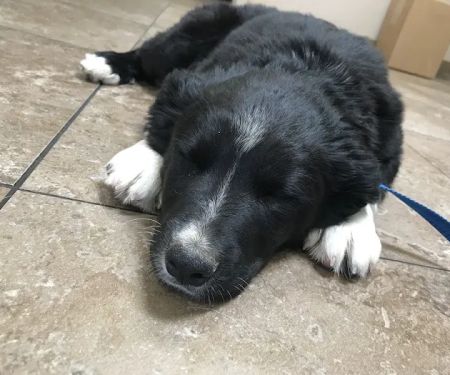 Coronado Pet Hospital