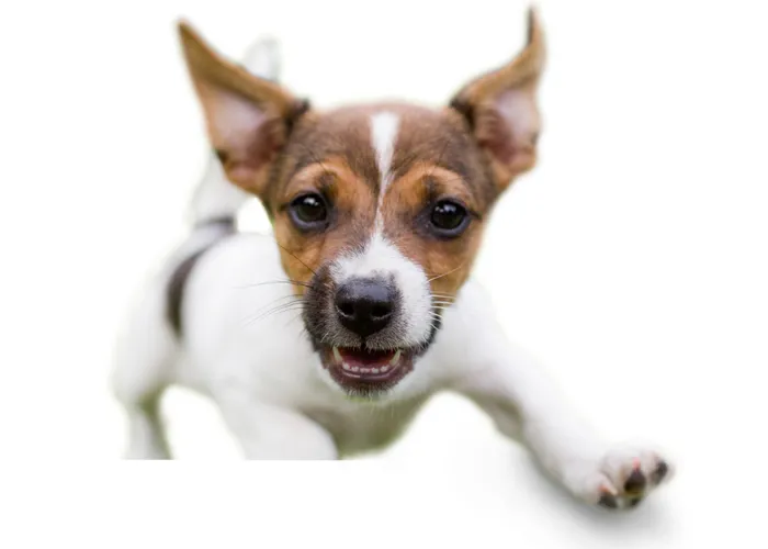 Coronado Pet Hospital Picture 7