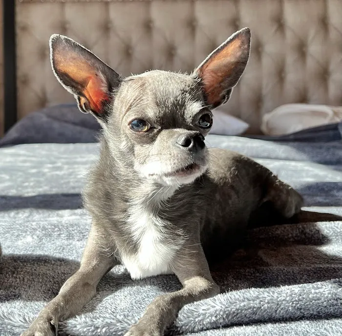 Coronado Pet Hospital Picture 9