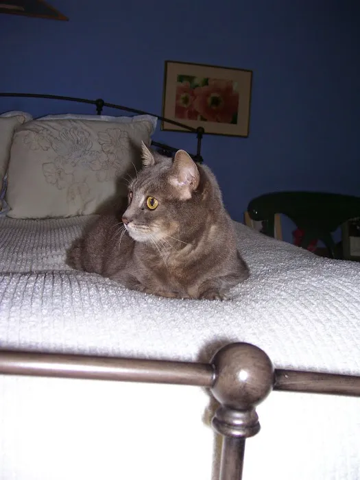 Pawz To Care Picture 10