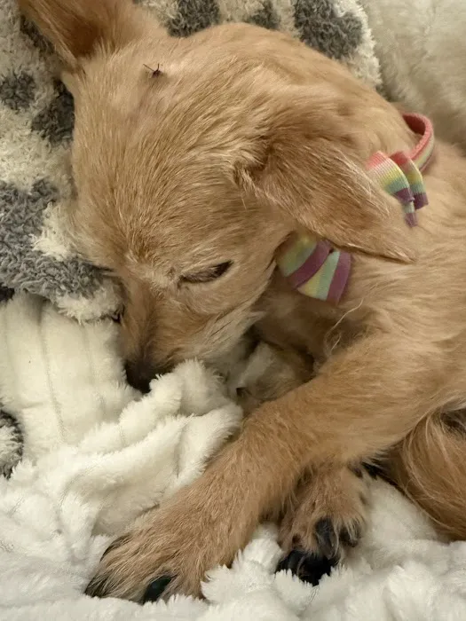 Pawz To Care Picture 4