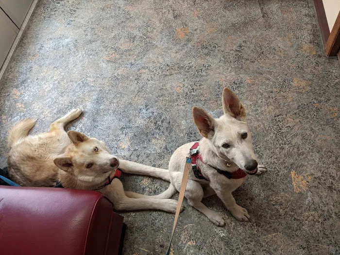 Pawz To Care Picture 5