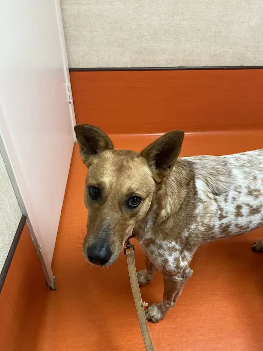 Abrams Royal Animal Clinic Picture 9