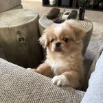 MedVet Dallas