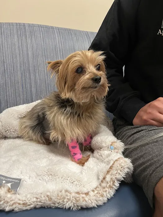 MedVet Dallas Picture 7