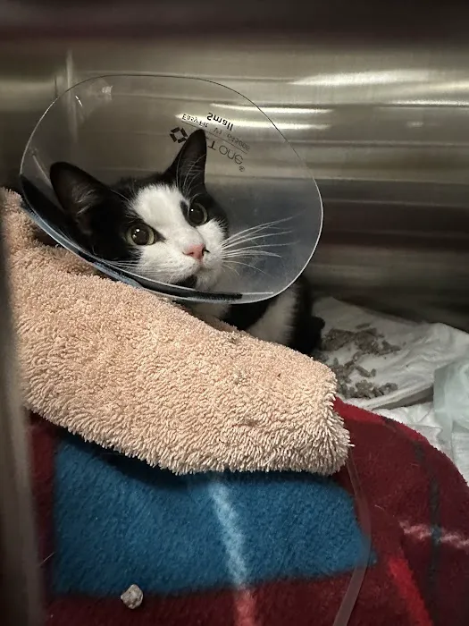 MedVet Dallas Picture 5