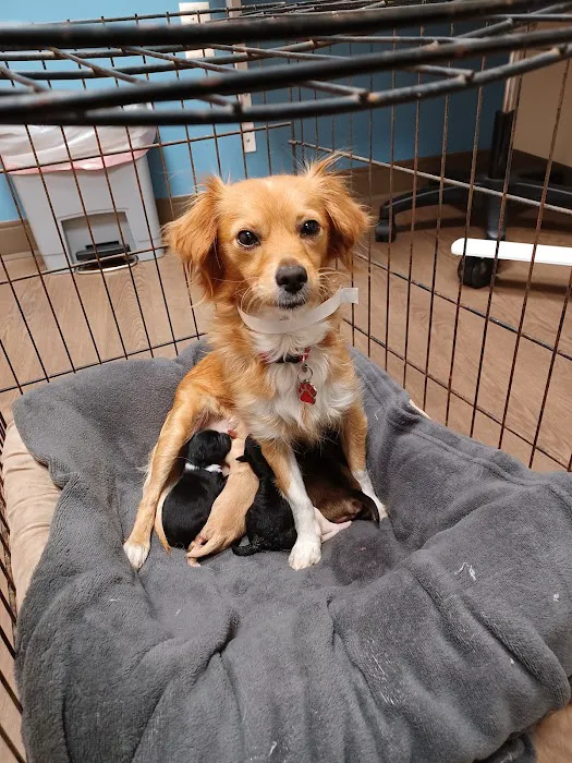 MedVet Dallas Picture 6