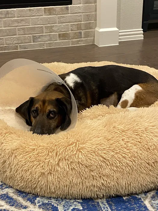 MedVet Dallas Picture 2