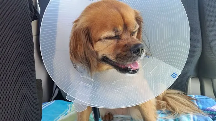 VCA Central Expressway Animal Hospital Picture 1