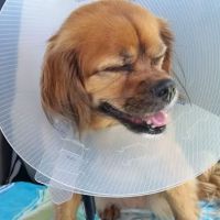 VCA Central Expressway Animal Hospital ico